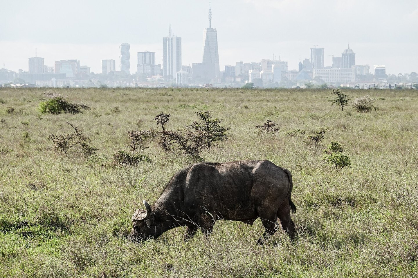 A buffalo in Nairobi National Park with the city skyline beyond